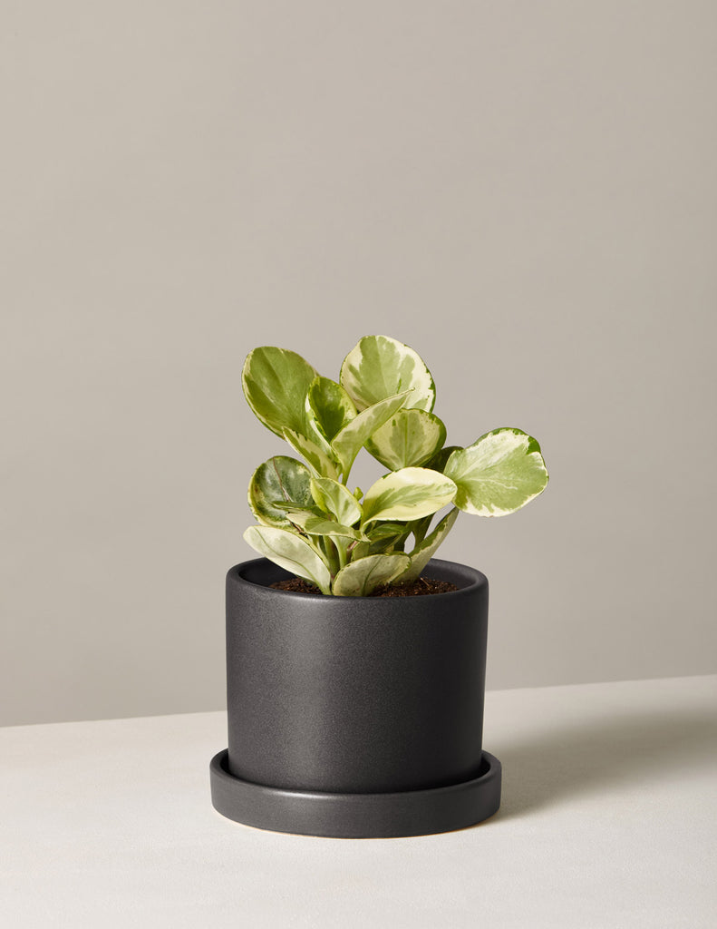 How to care for a Peperomia Marble