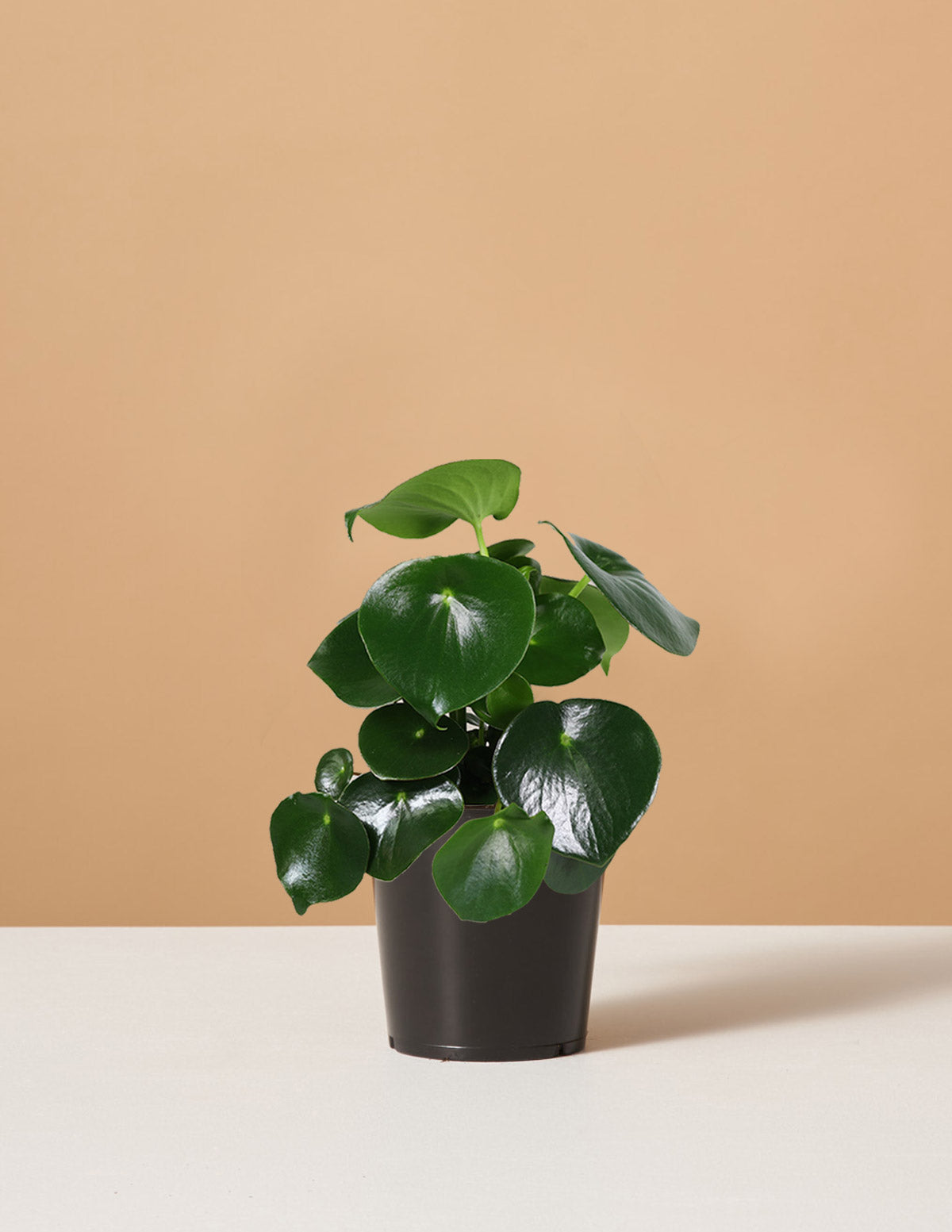 bundle | Small | Grow Pot