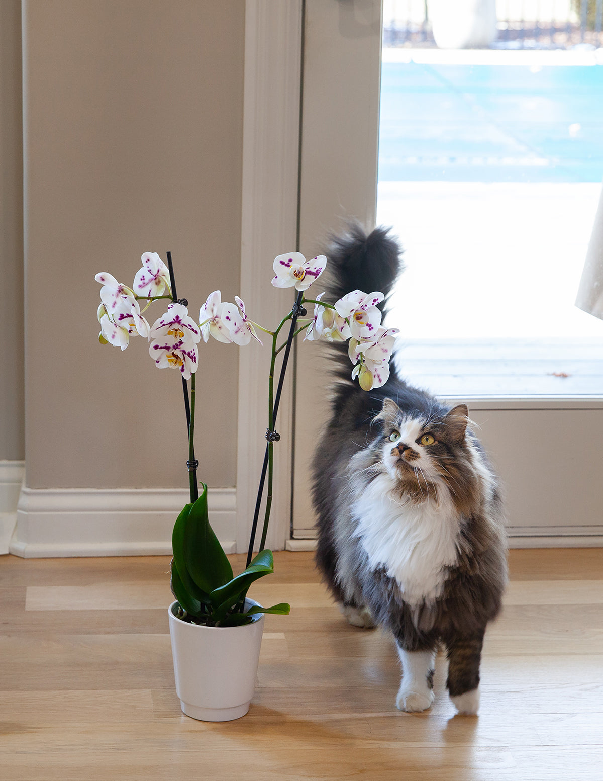 White Orchid