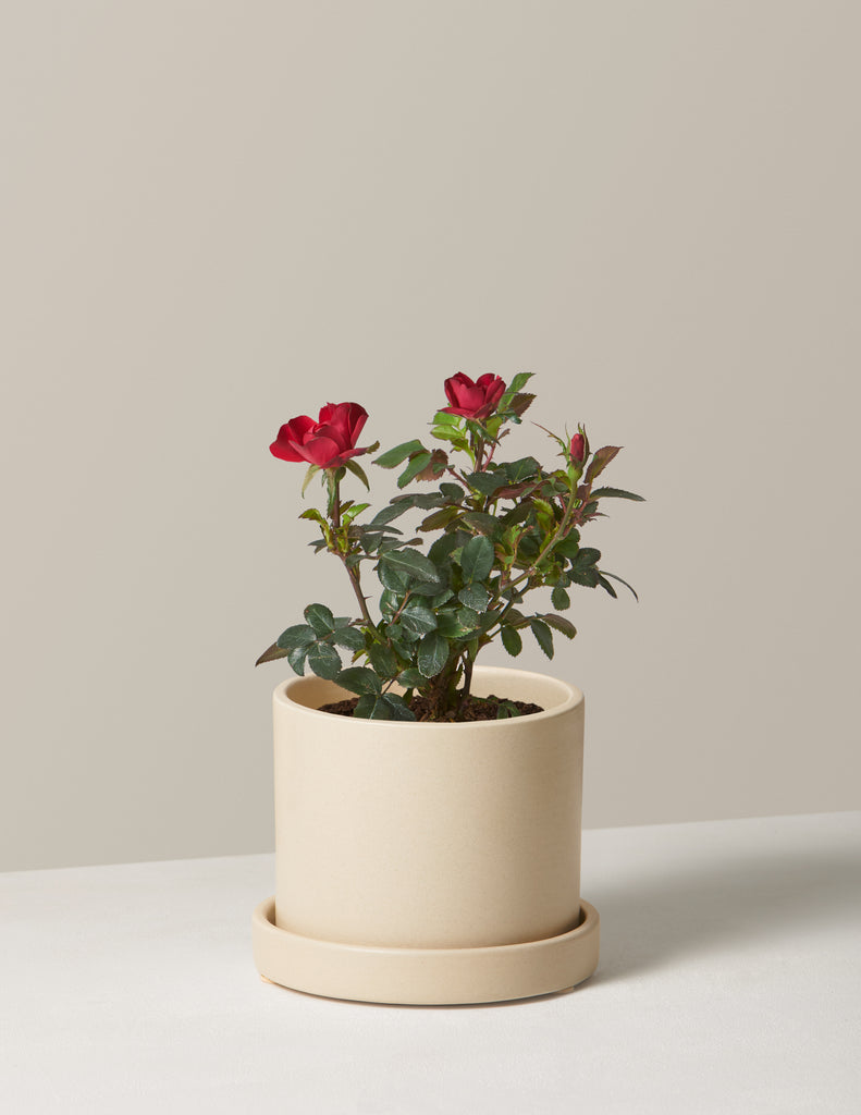 How to care for a Petite Knock Out Rose®