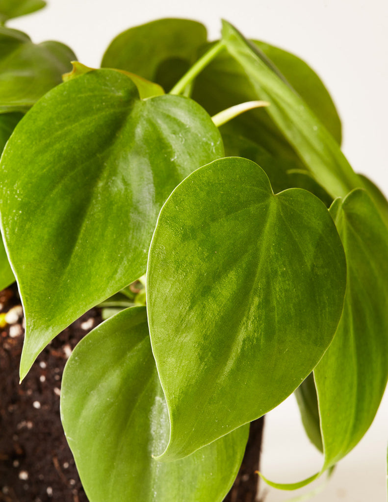How to care for a Heartleaf Philodendron Totem