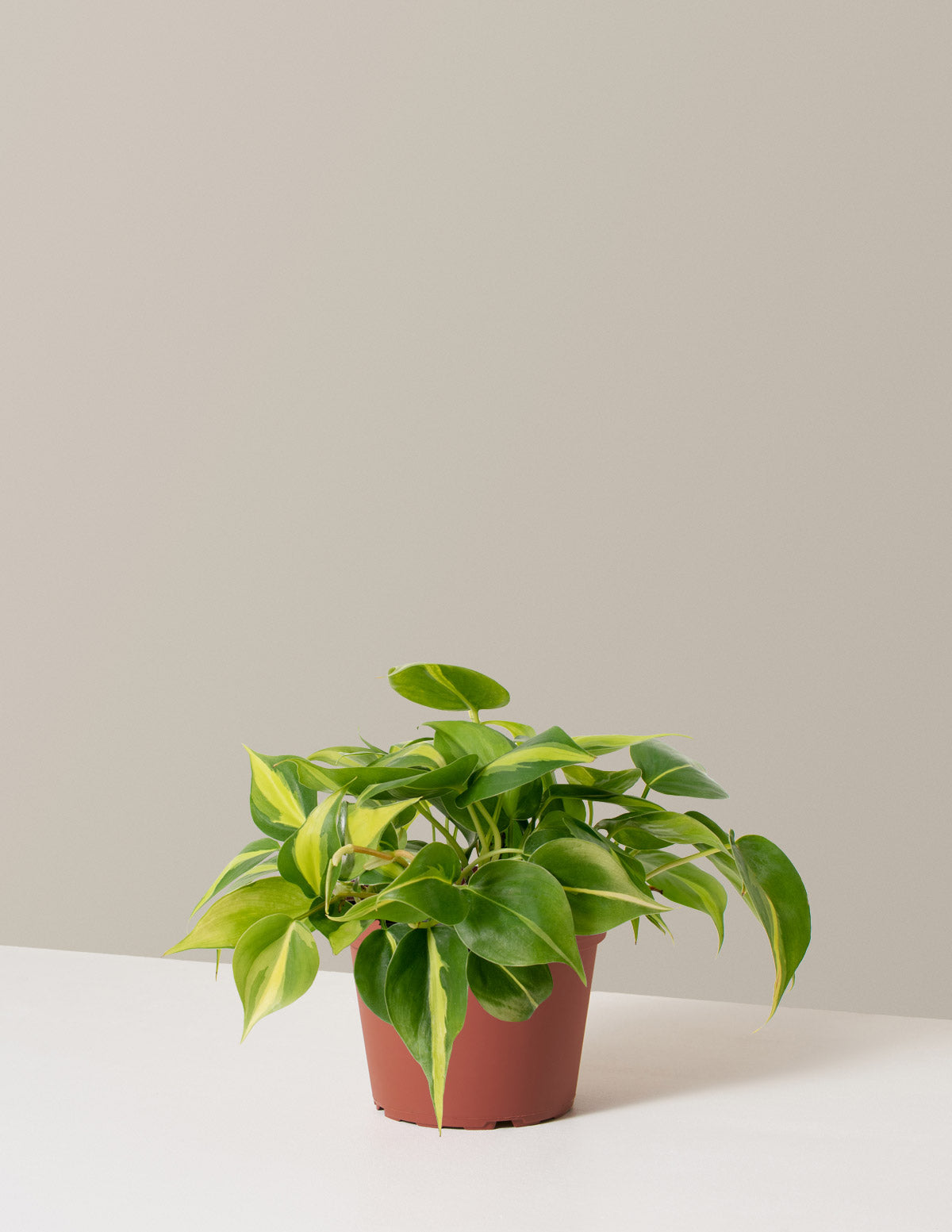 bundle | Medium | Grow Pot