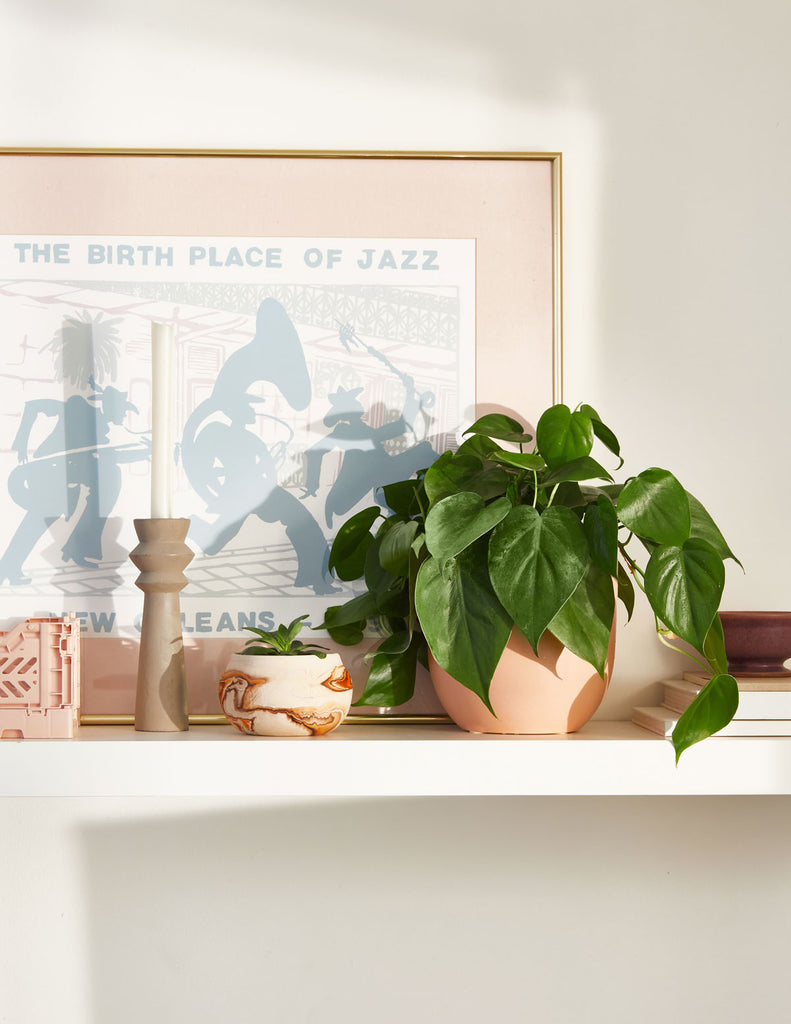 How to care for a Heartleaf Philodendron Totem