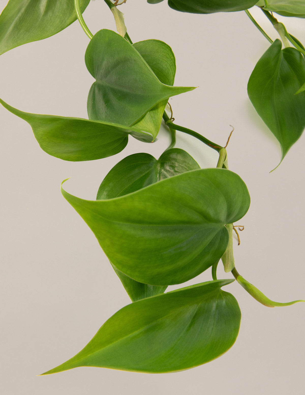 Heartleaf Philodendron Hanging Basket