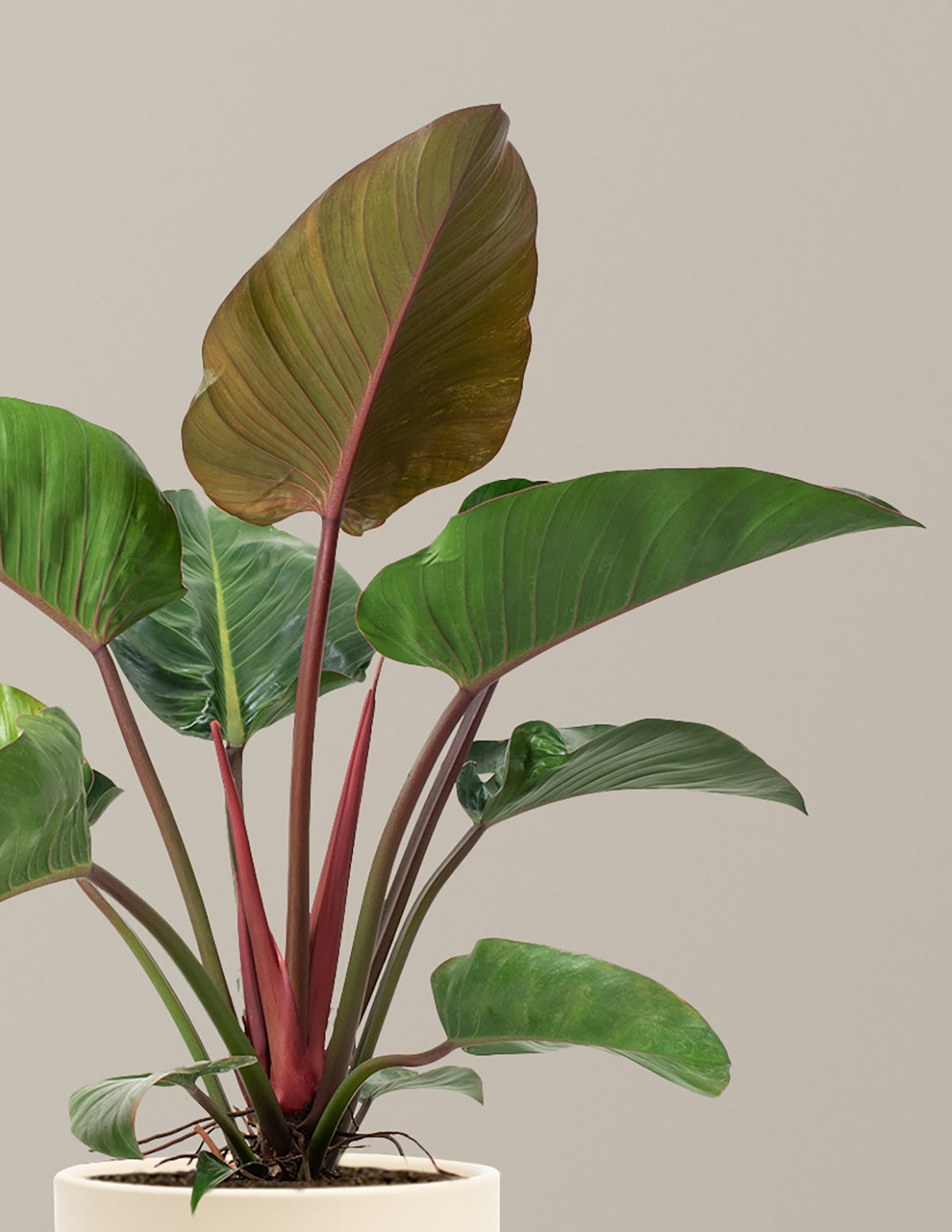 Large Philodendron Rojo Congo