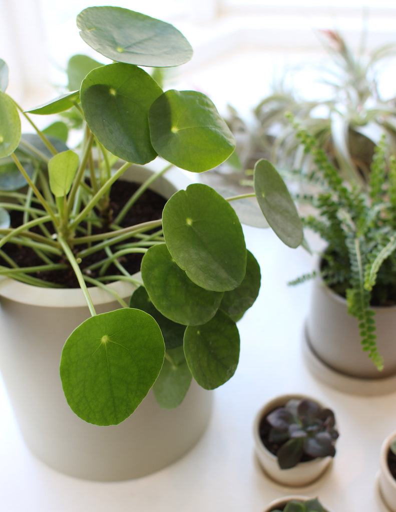 How to care for a Pilea