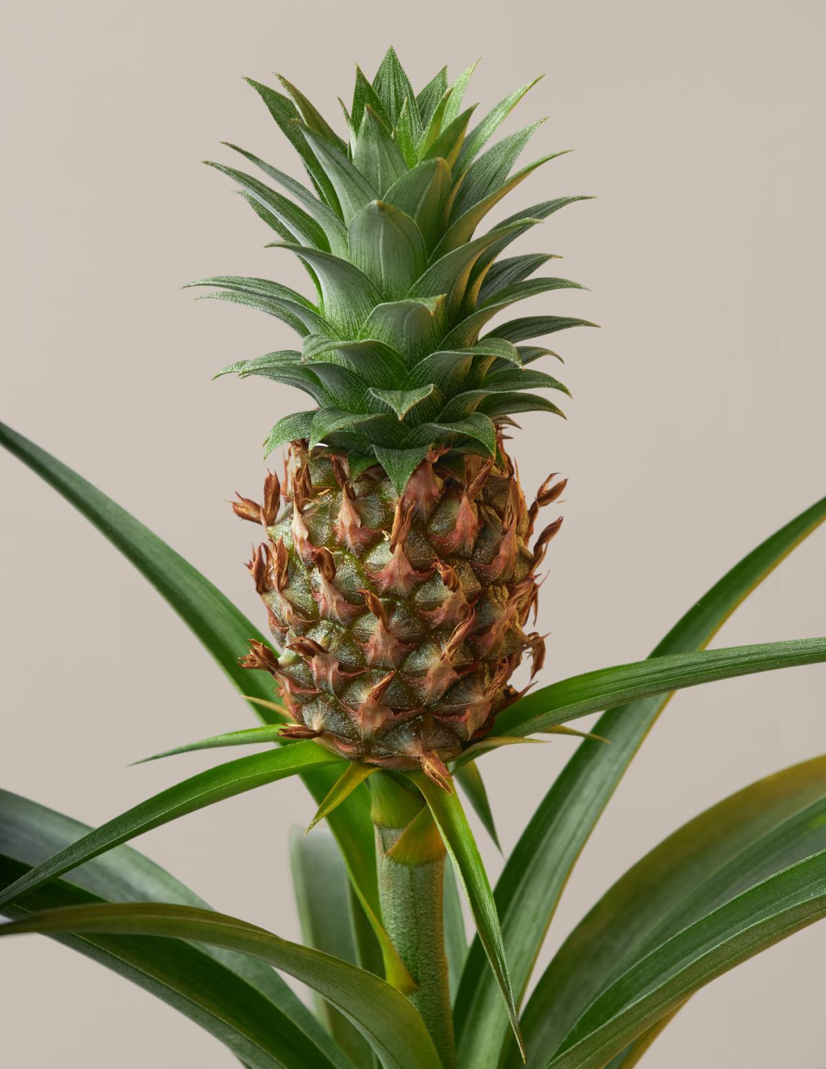 files/the-sill_pineapple-plant_Gallery1.png