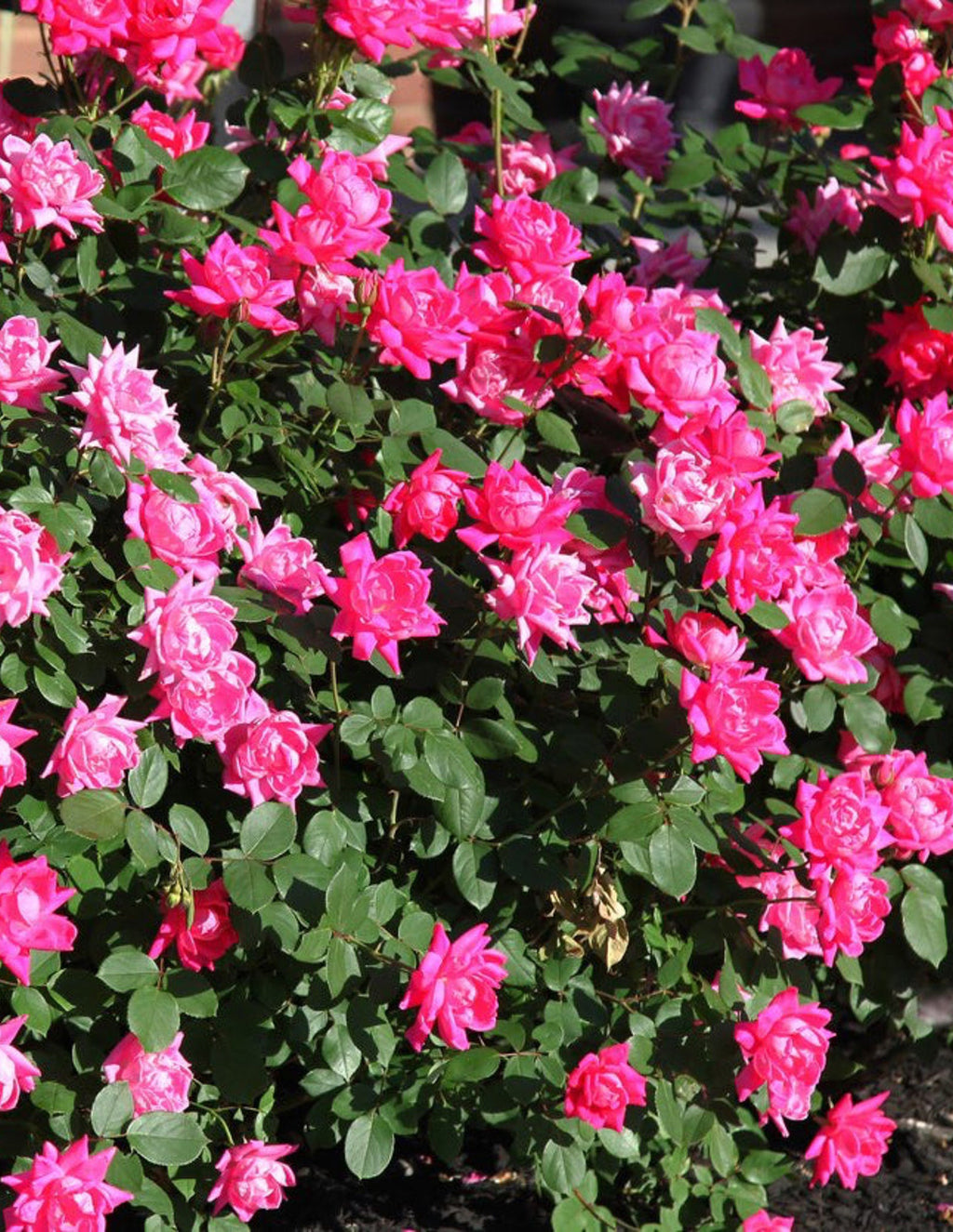 Pink Double Knock Out® Rose
