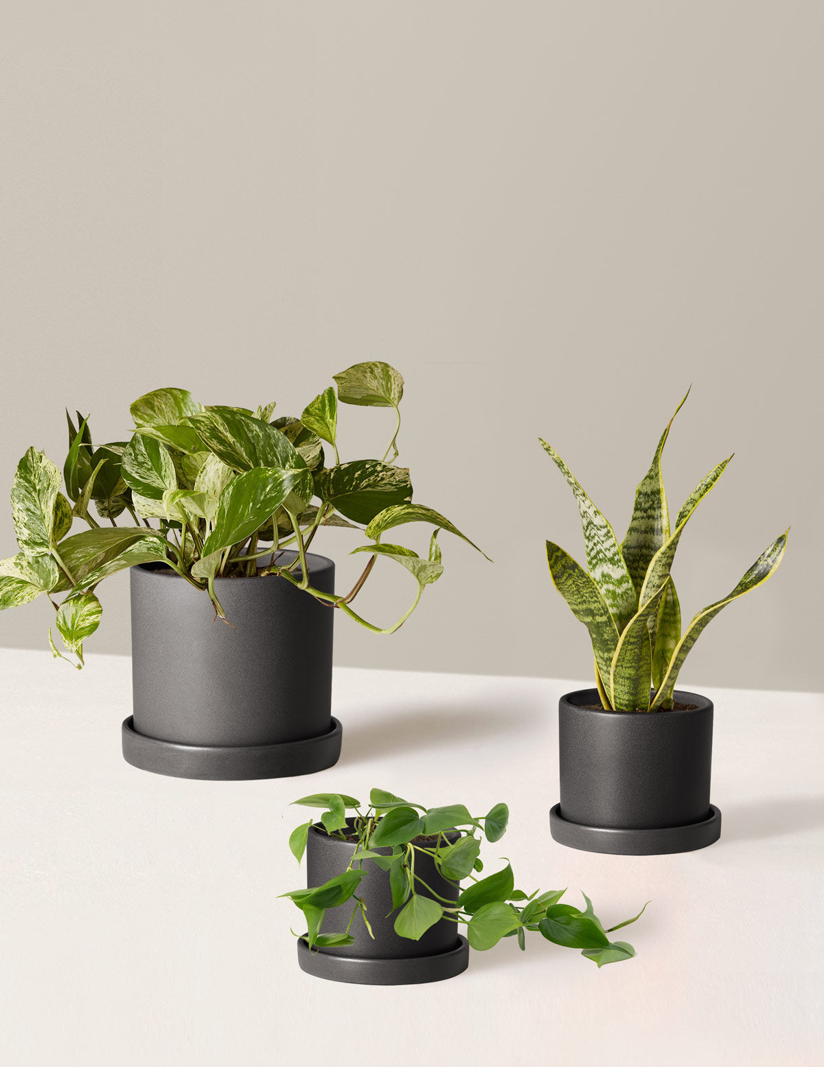 bundle | 3 Plants | Hyde | Black