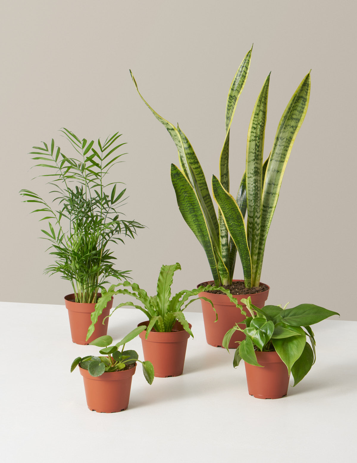 files/the-sill_plant-parent-set_variant_five-plants_93d7c6d2-1da1-4c76-b03e-ccc1268b2e65.jpg