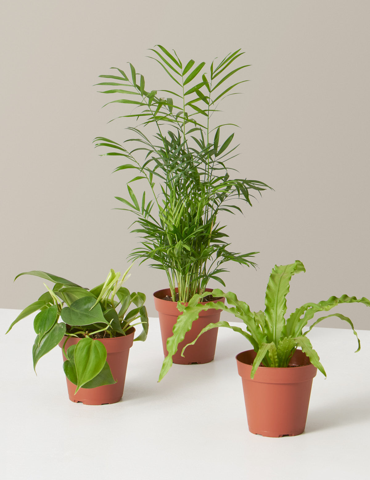 bundle | 3 Plants | Grow Pot