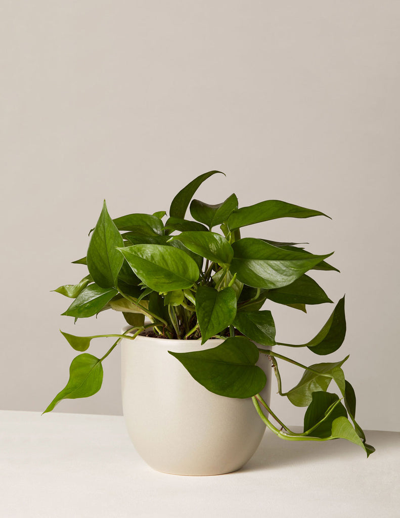 How to care for a Pothos