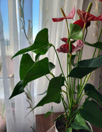 Red Anthurium