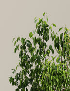 Romeo Cherry Tree