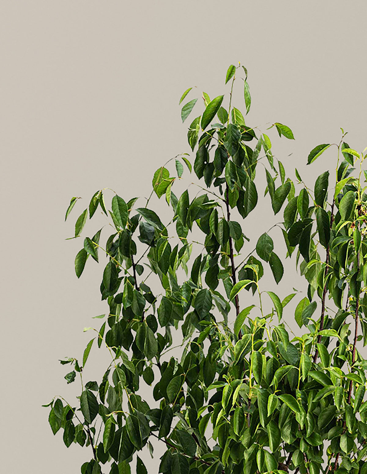 Romeo Cherry Tree
