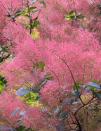Royal Purple Smoke Bush