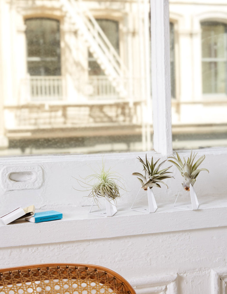 How to care for a Air Plant