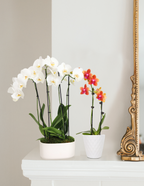 Small Double Orchid