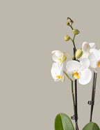 Small Double Orchid