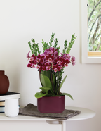 Small Double Orchid
