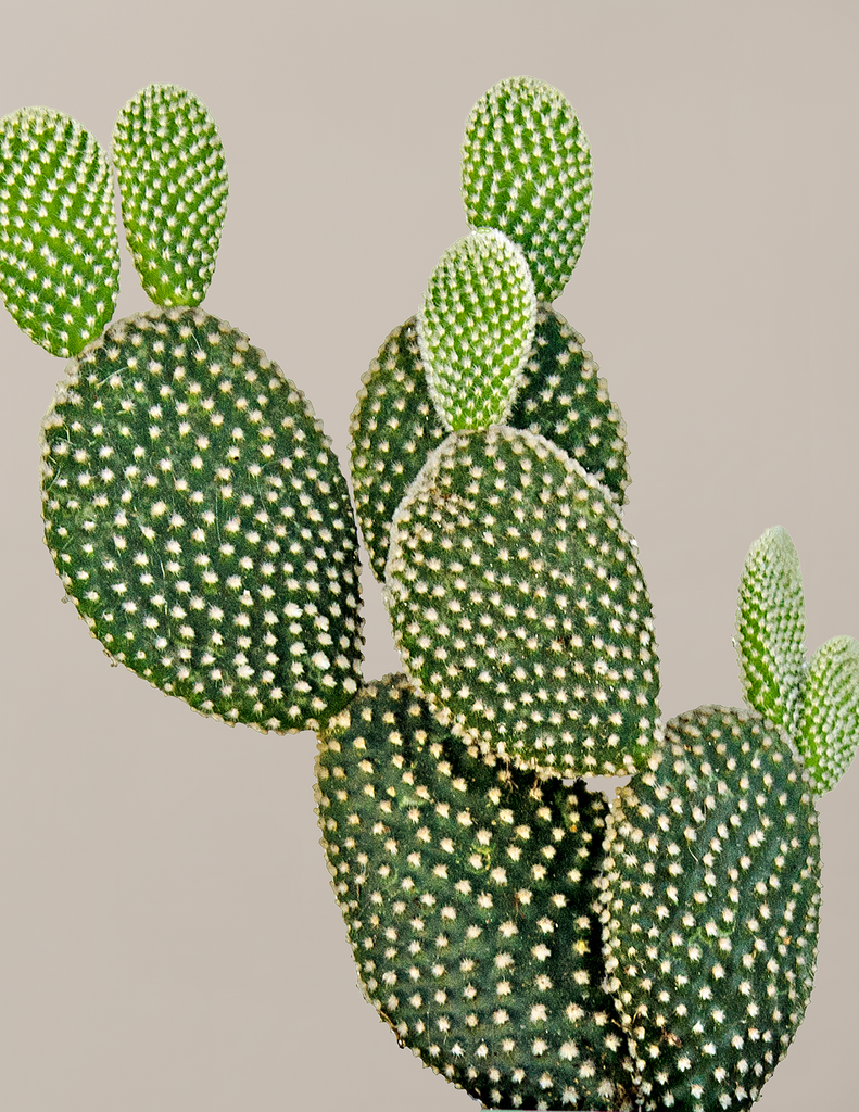 How to care for a Bunny Cactus