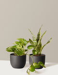 bundle | Small | Grant | Black