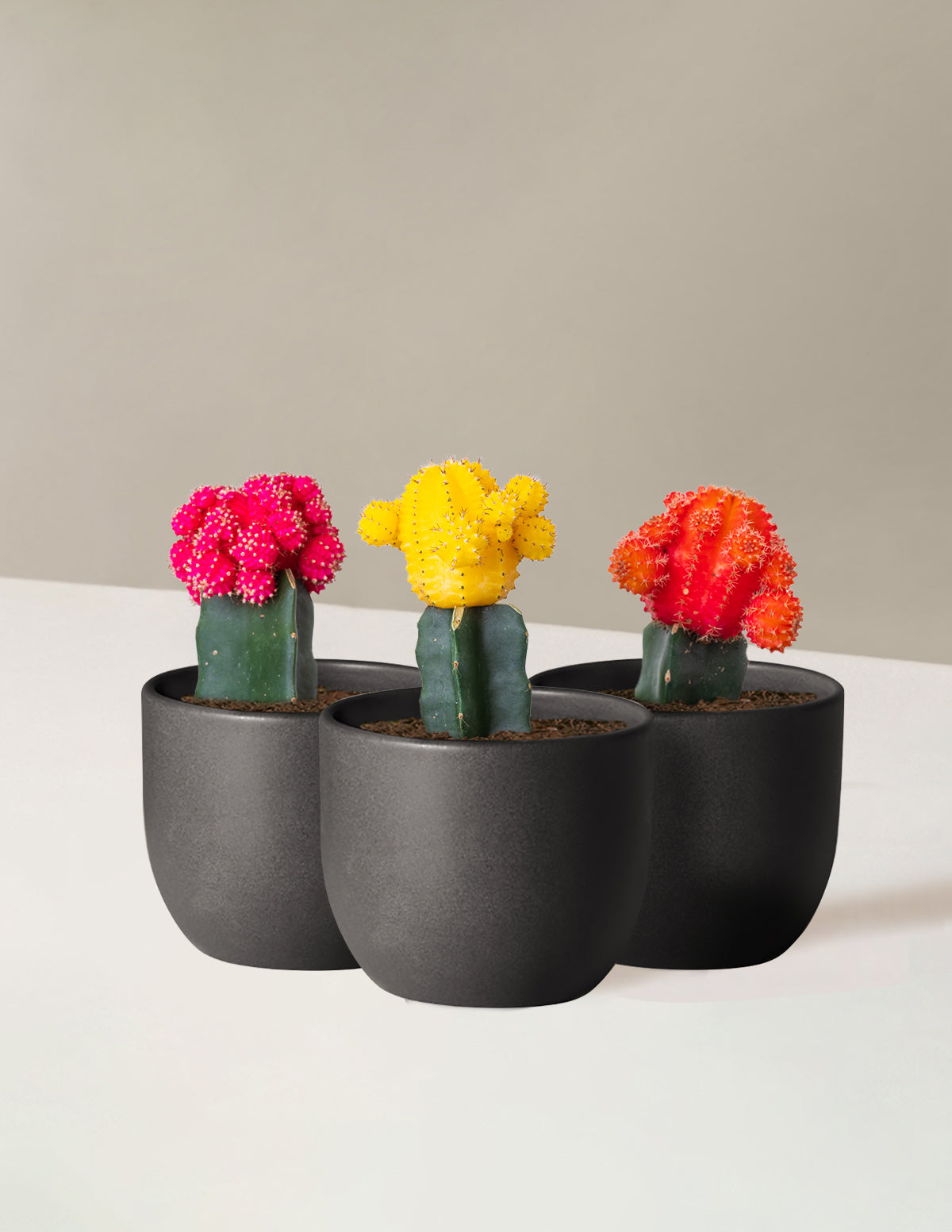 bundle | Tricolor Trio | Grant | Black