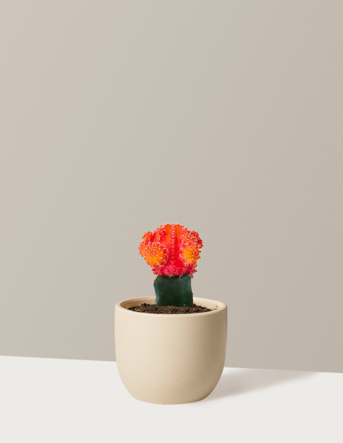 files/the-sill_small_GraftedCactusOrange_Small_Grant_Cream_Variant.jpg