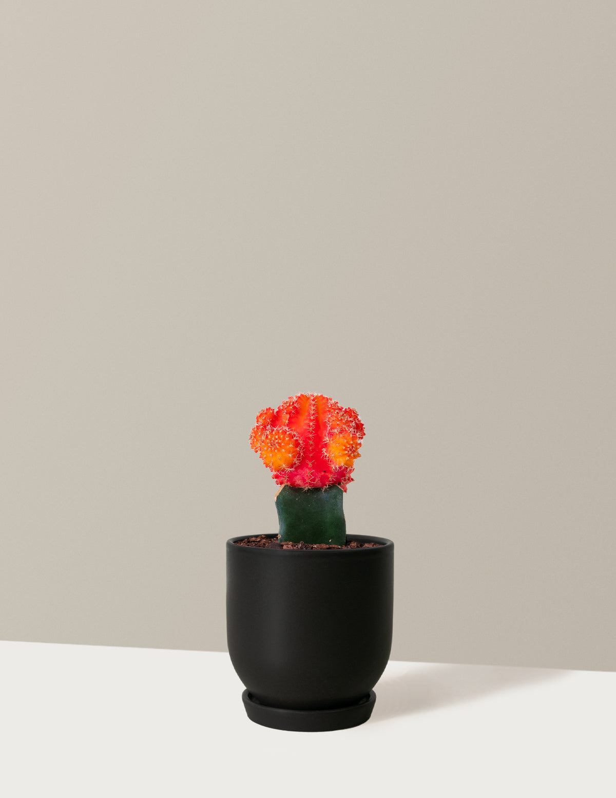 bundle | Orange | Westcott | Black