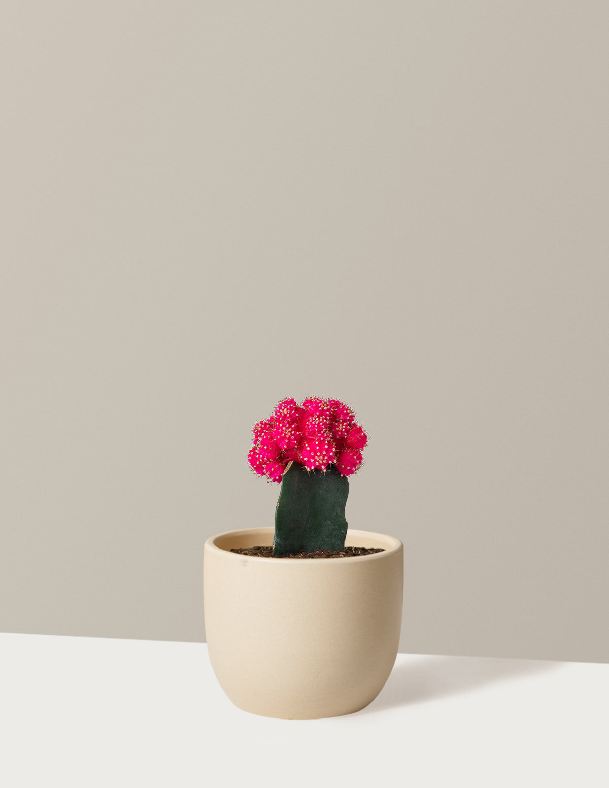 bundle | Pink | Grant | Cream