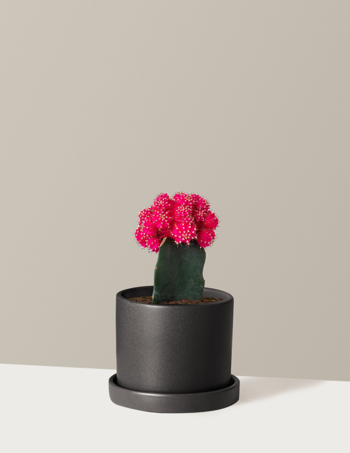 bundle | Pink | Hyde | Black