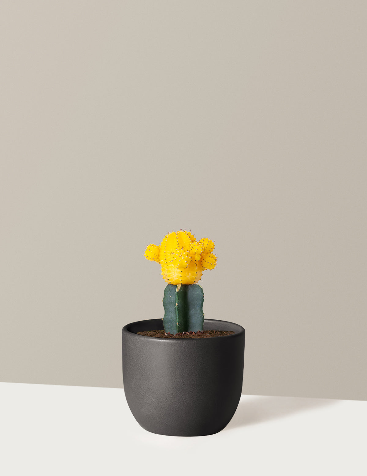 bundle | Yellow | Grant | Black