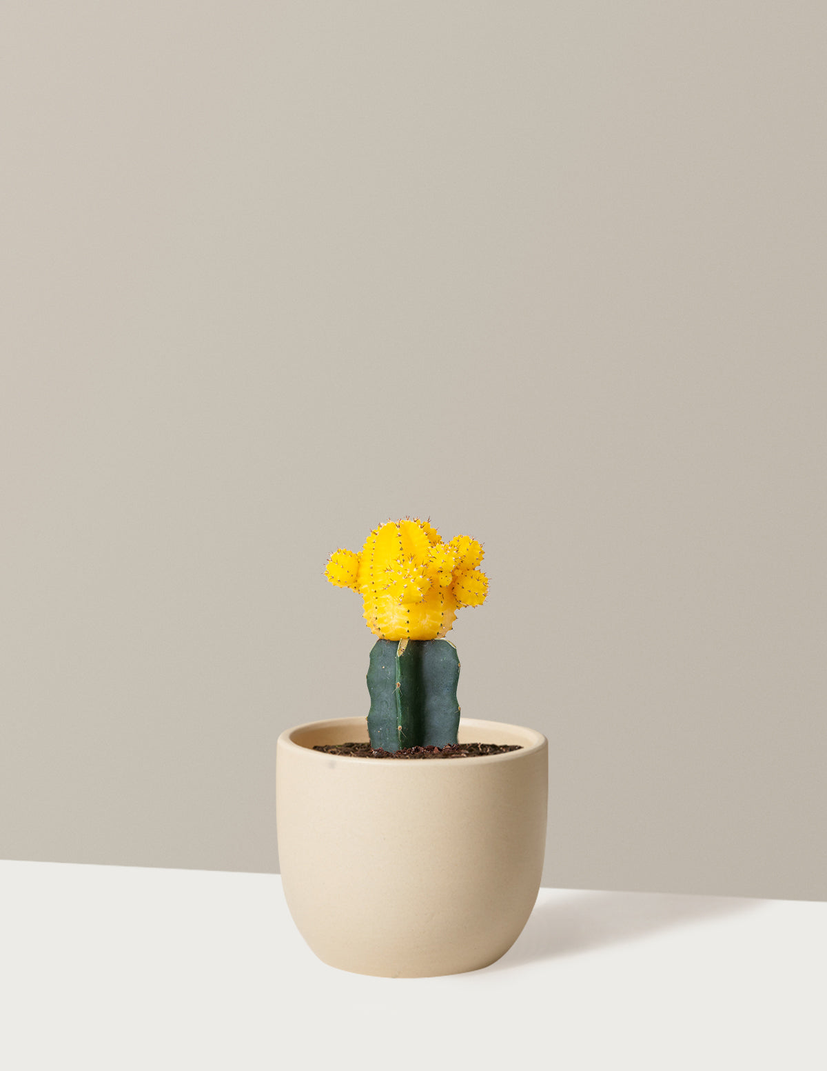 bundle | Yellow | Grant | Cream