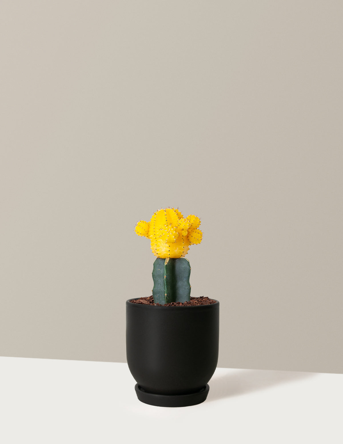 bundle | Yellow | Westcott | Black