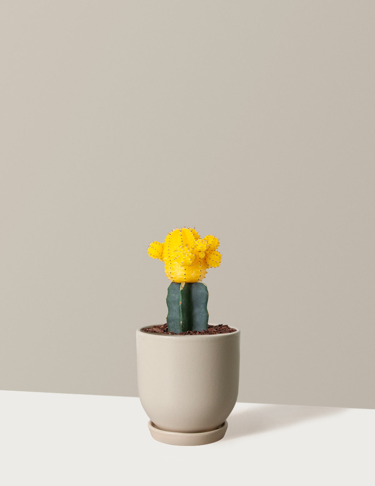 bundle | Yellow | Westcott | Cream