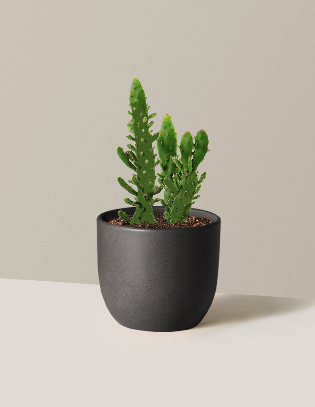bundle | Small | Grant | Black