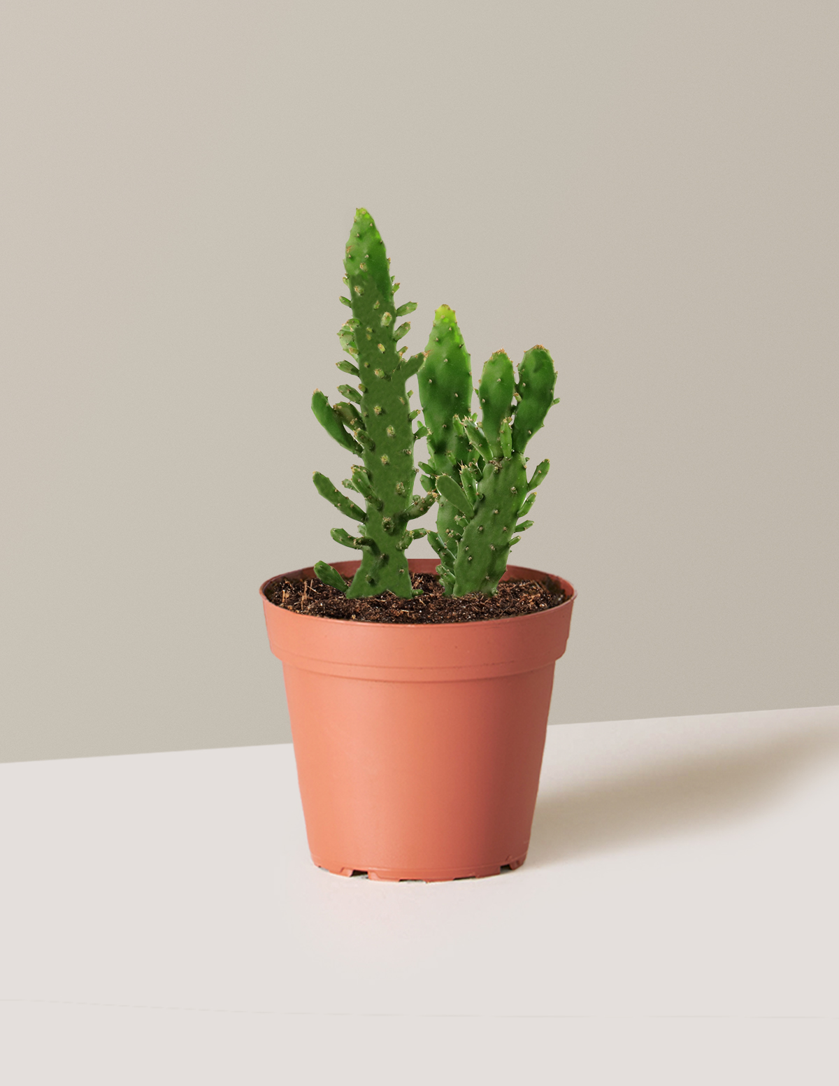 bundle | Small | Grow Pot