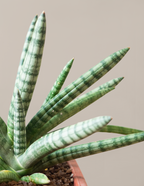 Snake Plant Starfish