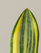 Variegated Whale Fin Snake Plant