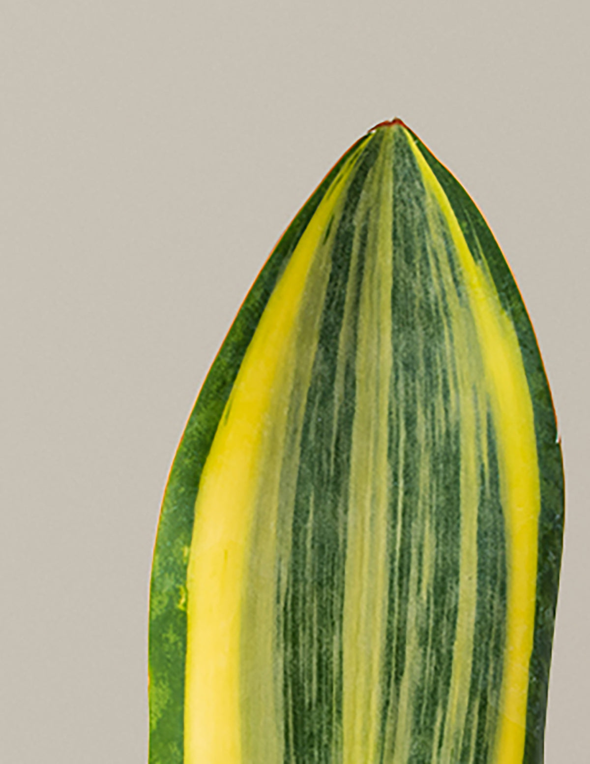 Variegated Whale Fin Snake Plant