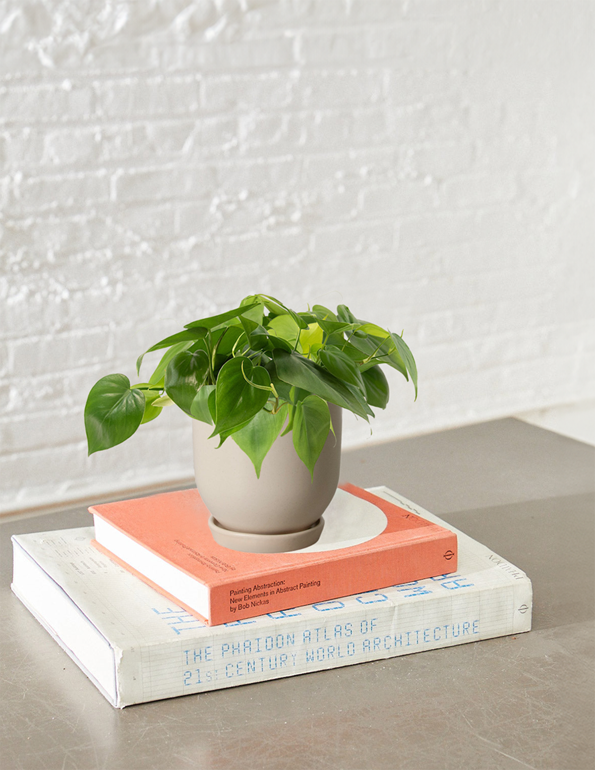 Heartleaf Philodendron
