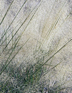White Cloud Muhly Grass