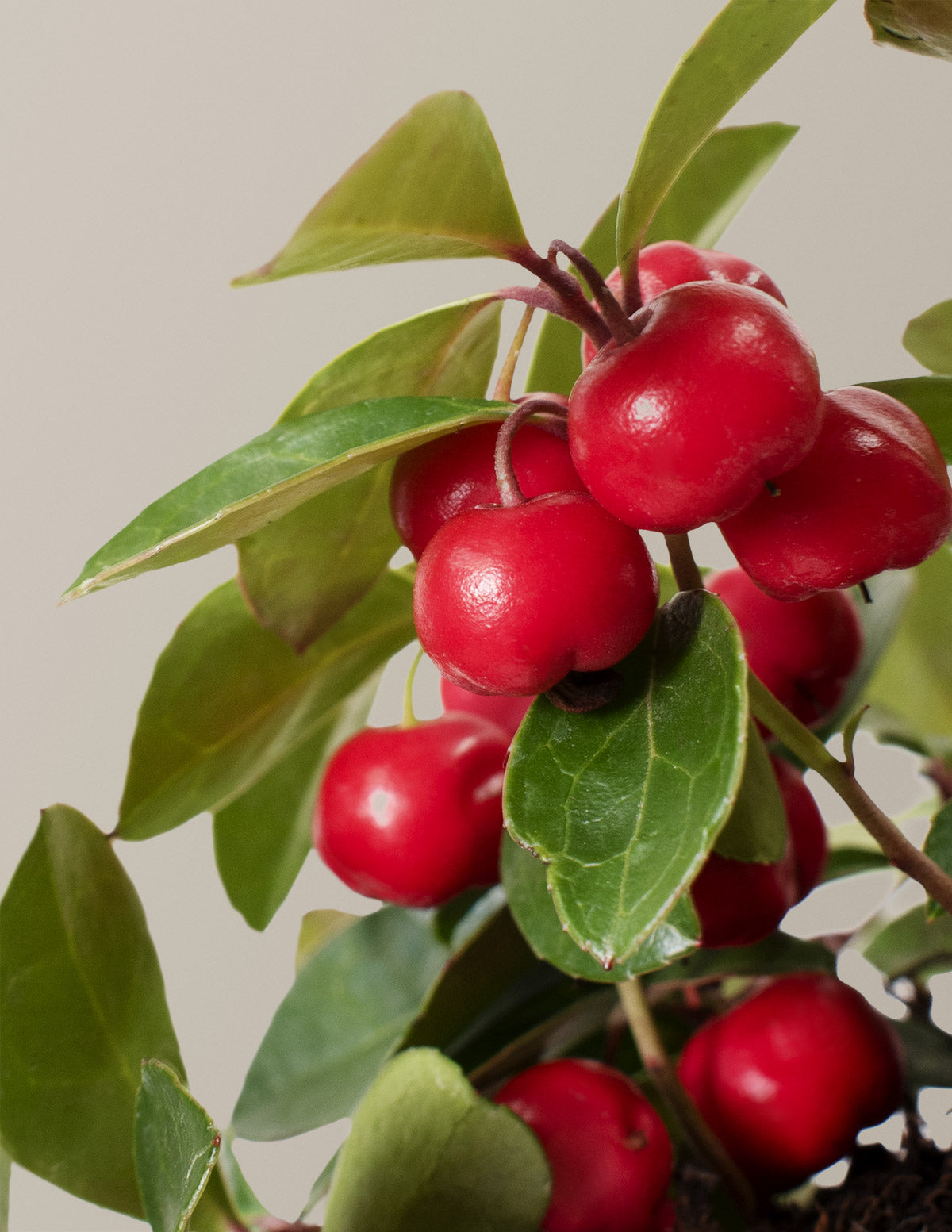 files/the-sill_wintergreen-cherry-berries_gallery_01.jpg