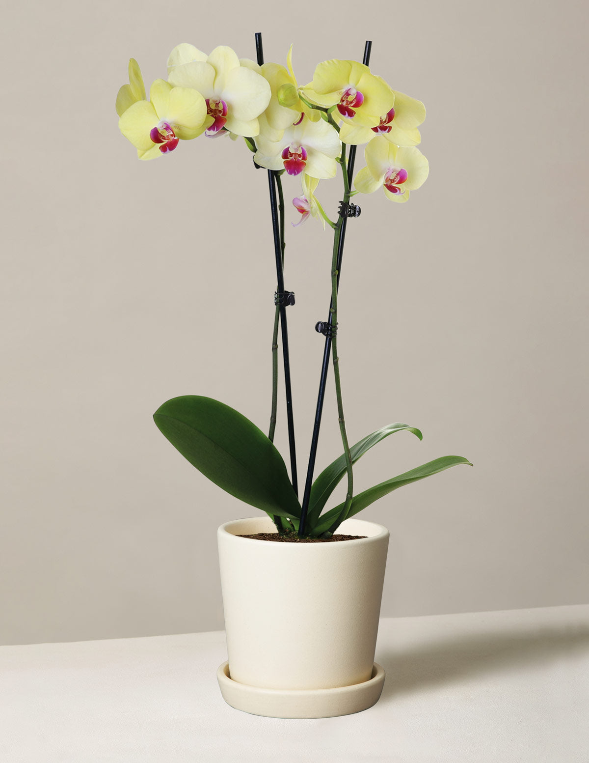 files/the-sill_yellow-orchid_small_bryant_cream_variant.jpg