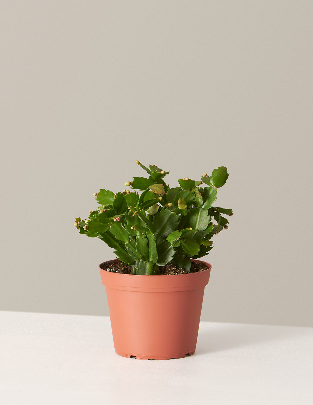bundle | Medium | Grow Pot