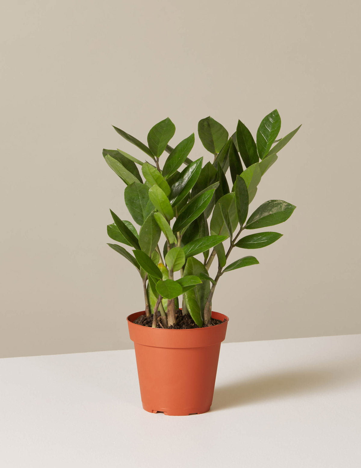 bundle | Small | Grow Pot