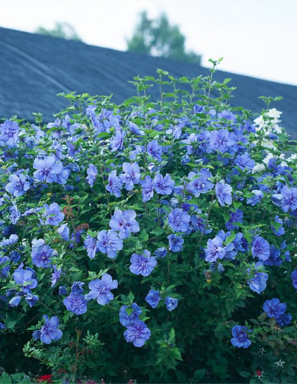 Blue Chiffon® Rose of Sharon