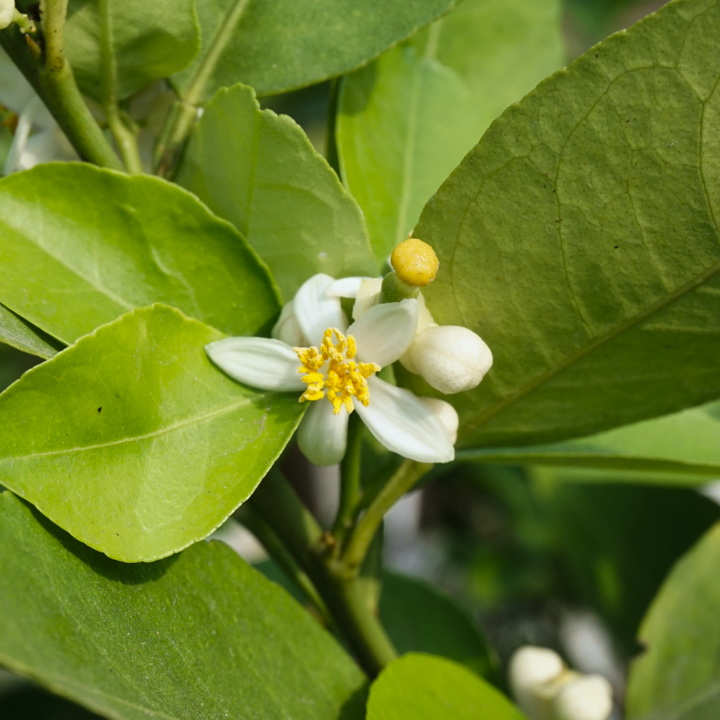 Key Lime Tree