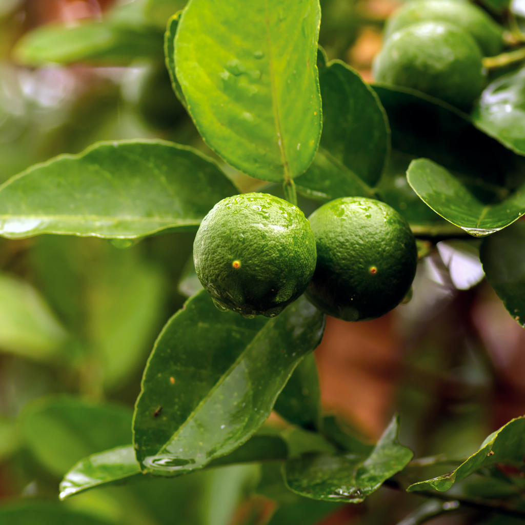 How to care for a Key Lime Tree