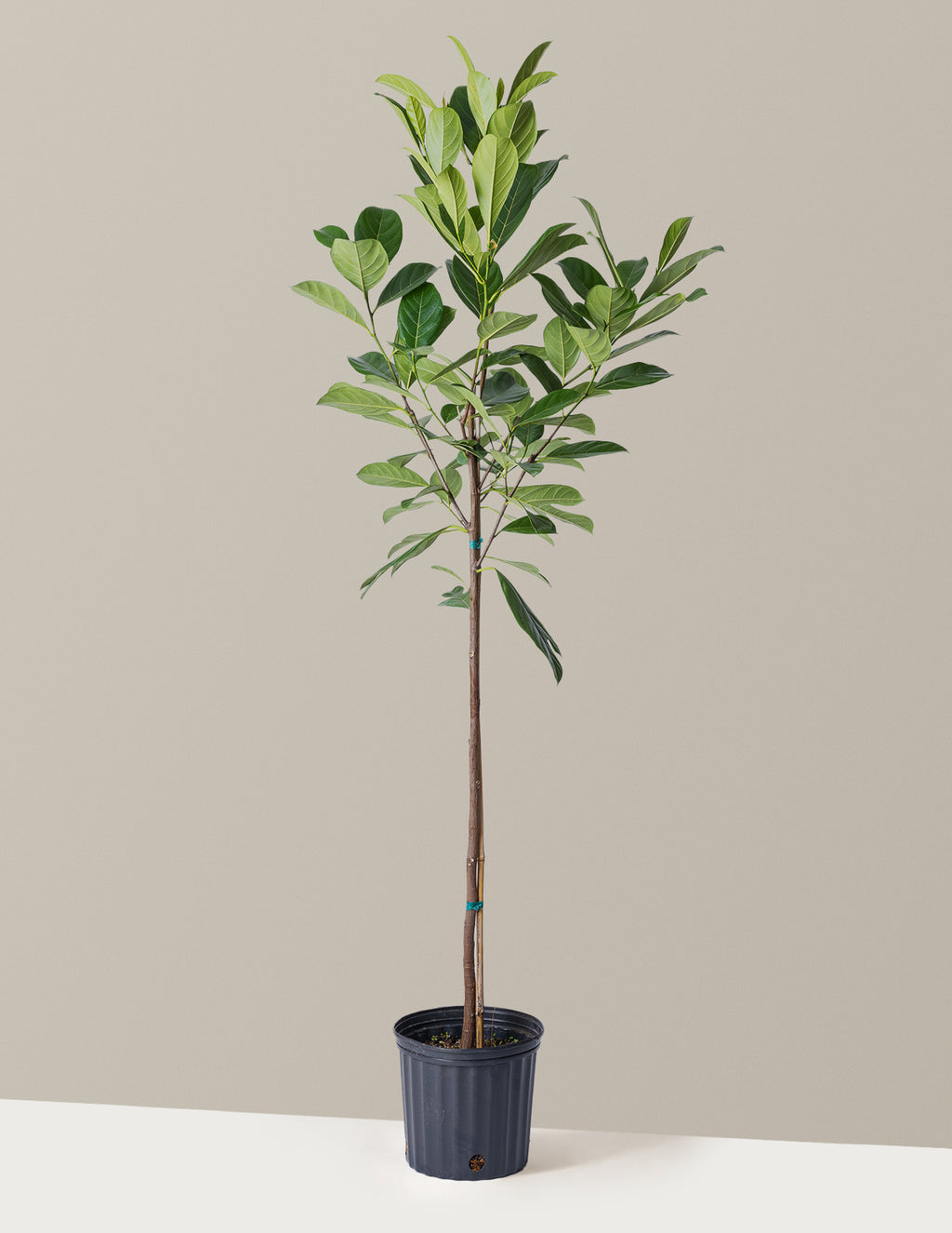 bundle | 3 Gallon | Grow Pot